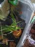 森森 小鲤鱼缸过滤器净水循环三合一内置水族箱过滤系统XQP-500F 6W 实拍图