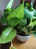 花行榜绿萝盆栽室内植物新房家用净化空气水培绿植花卉大叶吊兰源头直发 实拍图