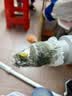 奥克斯（AUX）家用吸尘器手持地毯式低噪音小型迷你大功率强力吸尘器除尘机宠物家庭有线5米清洁猫狗毛发AXS-927 白色升级版 实拍图