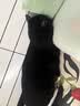 尚宝豆腐猫砂10斤吸臭低尘绿茶豆腐砂易结团幼猫细砂可冲马桶茶香消味 实拍图