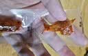 胜屿牛蹄筋内蒙古特产香辣牛筋熟食开袋即食下酒菜解馋水晶牛筋100包 实拍图
