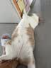 网易严选全价猫粮成幼猫主粮三文鱼亮毛深海鱼虾味1.8kg 【宠物金选】 实拍图