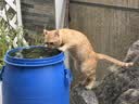 网易严选全价猫粮4.0 宠物主粮成幼猫无谷多重禽肉高蛋白 鸡鸭禽肉味10kg 实拍图