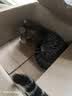 多特思猫罐头招财金饭碗68g猫主食罐头奶糕成幼猫全价湿粮餐盒猫饭 实拍图