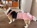 宠号狗狗绝育服母犬四脚衣手术服断奶衣服小中大型犬金毛柯基泰迪比熊 粉色（四季纯棉 绝育仅母犬可用） L 建议20-40斤 实拍图