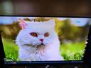 AOC 27英寸第四代QD-OLED 2K500Hz HDR500TrueBlack DP2.1硬件低蓝光TUV护眼游戏电竞显示器Q27G4KD 实拍图
