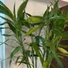 花翁带根富贵竹水培植物客厅招财旺宅花卉绿植盆栽竹子文昌竹源头直发 实拍图