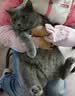 万颐（WEET）猫粮冻干五拼成猫专用英短蓝猫全种猫通用型宠物主粮2.5kg 实拍图