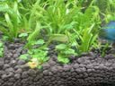 尼特利二代水草泥鱼缸专用水藻泥生态草缸底砂营养土1.5L/袋 实拍图