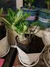 【夏季新品】稀有多头沙漠玫瑰重瓣老桩浓香多肉绿植四季室内外 （红黄花）根直径（2-4公分） 带黑色育苗盆发货 实拍图