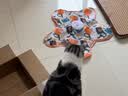 欢宠网猫玩具猫咪五角星捕捉罩捕猎电动自动逗猫棒猫猫小猫幼猫自嗨解闷 实拍图
