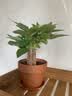 发财树盆栽大植物室内办公室桌面客厅小盆景招财树苗绿植花卉盆栽 三杆发财树 5-8cm【原盆】 【送肥料】 实拍图