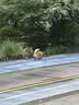宝路狗粮 成犬狗粮全犬种中小型犬中大型犬金毛哈士奇鸡肉味10kg 实拍图