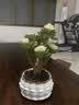 花翁室内客厅多肉绿植物花卉盆栽玉锦金钱木老桩（白莲花盆）源头直发 实拍图