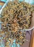 班章醇滇红茶云南古树红茶金丝滇红金芽头春茶中秋小罐散茶叶礼盒装250g 实拍图