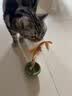 憨憨乐园猫薄荷玩具木天蓼羽毛逗猫棒猫玩具猫咪玩具小猫幼猫自嗨解闷磨牙 实拍图