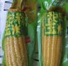 金沃瑞丰有机黄糯玉米棒4.16斤260g*8根 真空装新鲜非转低脂杂粮早餐 实拍图