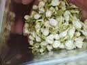 福茗源花草茶 茉莉花苞 特级品质横县三伏晴天茉莉花茶花蕾养生花茶100g 实拍图
