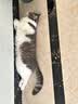 pidan猫砂 豆腐猫砂2.4kg*6包强力吸臭纯猫砂 可冲厕所非膨润土砂 实拍图