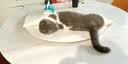PALAM帕蓝姆四拼冻干猫粮成幼猫通用天然粮全价猫粮1.5kg 实拍图