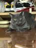 pidan猫砂 超细豆腐膨润土混合猫砂6.18KG*3包 整箱装皮蛋猫砂自营 实拍图