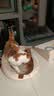 冠能猫粮室内成猫猫粮2.5kg 全价猫粮 添加膳食纤维 控制毛球 实拍图