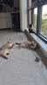 阿柴与猫猫玩具逗猫棒猫咪棒长杆羽毛钓幼小猫玩具鱼竿铃铛猫耐玩耐咬神器 实拍图
