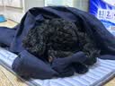 ZEZE宠物楼梯台阶小型狗狗上下床梯子高龄犬床边爬梯可拆洗海绵 四层缓坡款 | 40cm高 实拍图