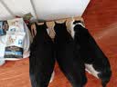 冠能猫粮室内成猫猫粮60g*3 全价猫粮 添加膳食纤维 控制毛球 实拍图