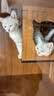 京东京造猫粮鸡肉味全价成猫粮10kg三文鱼肉营养美毛长肉质检流浪救助 实拍图