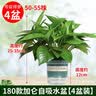 京东绿植绿萝盆栽除甲醛花卉绿植办公室新房净化空气180加仑4盆装源头直发 实拍图