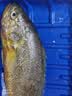 黄小渔宁德黄鱼鲞400g/3条 三去大黄鱼黄花鱼生鲜 海鲜水产烤鱼烧烤食材 实拍图