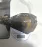 鲜活带子100-150g /只 实拍图