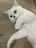 pidan猫砂 豆腐猫砂2.4kg*4包强力吸臭纯猫砂 可冲厕所非膨润土砂 实拍图