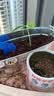 IAM City Farmer盆栽黄瓜DIY趣味儿童种植盆栽可食用植物开学季教师节礼物10099 实拍图