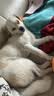 睿福祥土狗狗粮幼犬成犬通用型10斤装中华田园犬幼犬成犬通用型营养鲜粮 【幼犬专用】2.5斤装/锁鲜营养装 0lb 实拍图