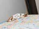 艾尔猫粮  深海鱼配方 成猫 幼猫 通用全价猫粮 10kg20斤 实拍图