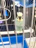 喜帅鹦鹉鸟笼套A112鹦鹉笼子虎皮牡丹观赏笼玄凤文鸟养殖鸟笼颜色随机 实拍图