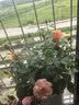 海蒂的花园旗舰店月季花卉盆栽小苗灌木蔷薇阳台观赏南北方四季可种原盆原土 果汁阳台15cm盆 含盆 实拍图