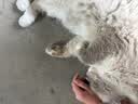 网易严选宠爱相伴全价猫粮 实惠宠物主粮成幼猫爱心公益 美毛护肠胃 1.8kg 实拍图