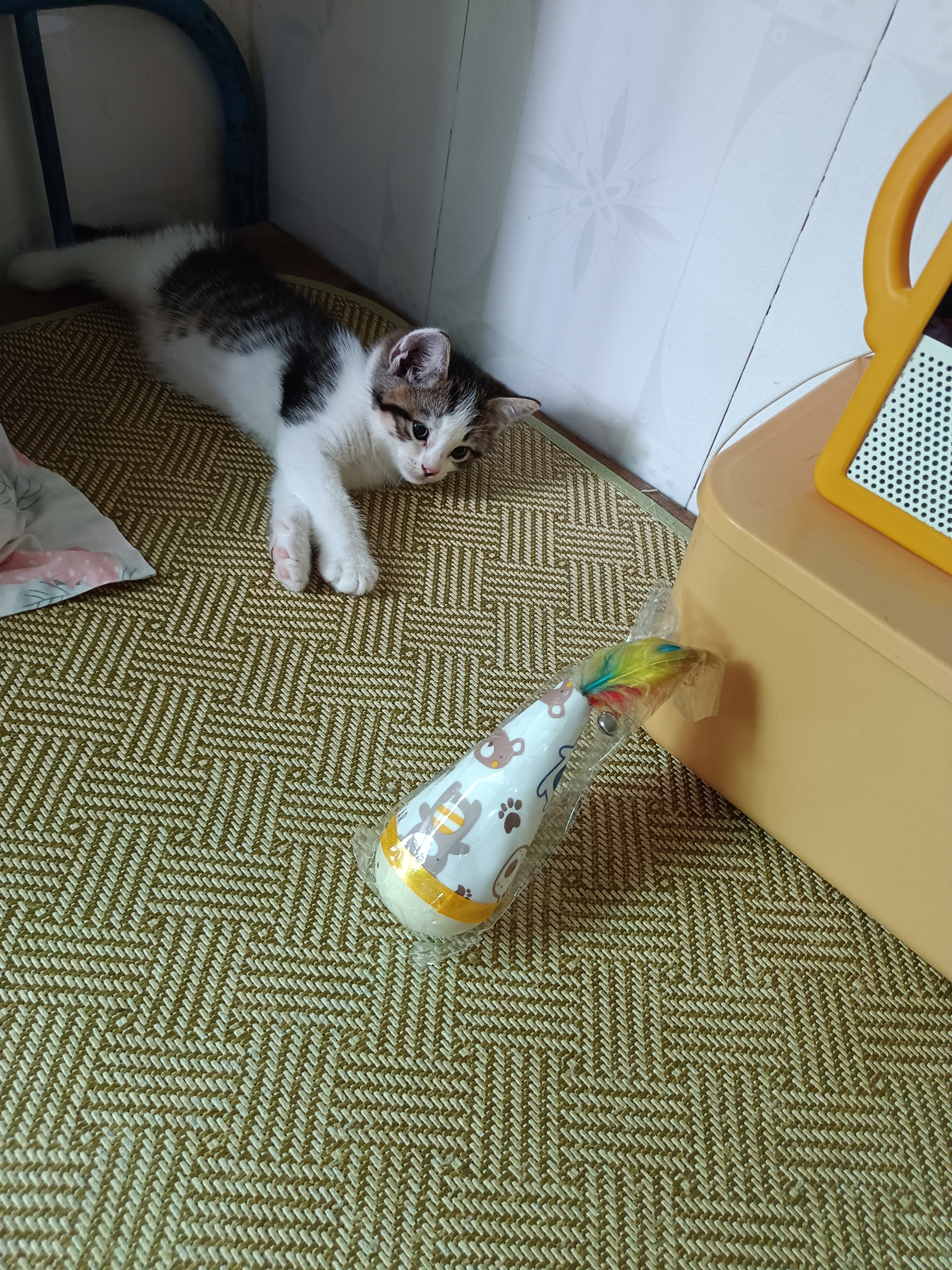 阿柴与猫不倒翁猫咪玩具自嗨解闷神器羽毛逗猫棒球消耗体力的小猫玩具用品 实拍图
