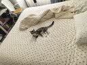 普安特宠物狗狗猫咪猫多维复合维生素片狗狗皮肤病猫藓掉毛金维葆 实拍图