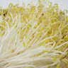 【粤菜鲜】绿豆芽300g 实拍图