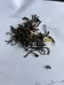 中婺春雨正宗新茶浓香型特级茉莉龙毫广西横县茉莉花茶窨制工艺散装500g 实拍图