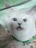 网易严选全价猫粮4.0 主粮成幼猫驼羊奶易消化促吸收 鸡肉羊奶味1.5kg*4袋 实拍图