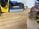 HELLOJOY猫砂盆半封闭式加厚防外溅加高围栏防带出猫厕所带猫砂铲 实拍图