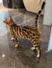 pidan猫砂 豆腐猫砂2.4kg*4包强力吸臭纯猫砂 可冲厕所非膨润土砂 实拍图