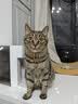 皇家猫粮 绝育成猫粮 SA37 通用粮 1-7岁 2KG 实拍图