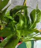 京东绿植绿萝盆栽除甲醛花卉绿植办公室新房净化空气 120款10盆源头直发 实拍图