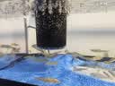 阔庭（KUOTING）鱼缸水族箱生态桌面鱼缸免换水自循环过滤制氧一体机黑色【大号】 实拍图